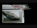 10.23こめ師海でおかず釣りx264.aac.mp4