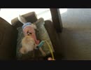 チワワのモモちゃんと無職の対決1