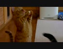 猫の”ちょーだい”が可愛くて.mp4