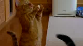 猫の”ちょーだい”が可愛くて.mp4