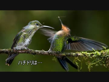 ゆっくり動物雑学「ハチドリは…」