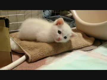 子猫　１１日目