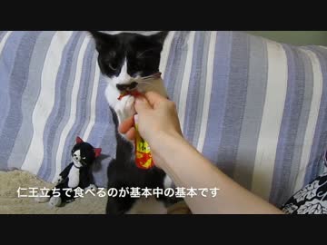 猫講座「ちゅ〜るの正しい食べ方」