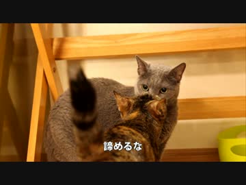 【映画予告風MAD】猫映画の予告編を撮ってみた