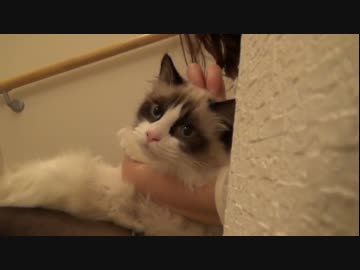 ラグドールのレオ　Vol.47 おいてけぼりが嫌いな猫