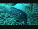 水中カメラ沈めてみた75　秋の小浦一文字　釣りの水中映像