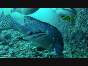 水中カメラ沈めてみた75　秋の小浦一文字　釣りの水中映像