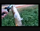 10.24こめ師ニコ生釣り企画で上位を目指せ。 x264.aac.mp4
