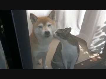 柴犬いちごと猫ミルキー ひなたぼっこねんね