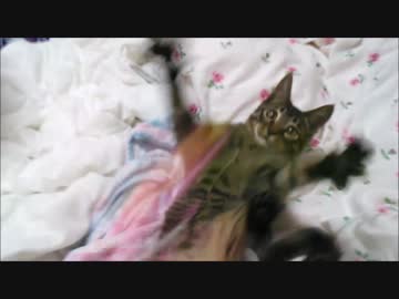 ぱたぱた猫、だもん