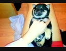 ぐっすりな柴の子犬