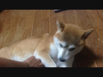 八重歯がカワイイ シバイヌ