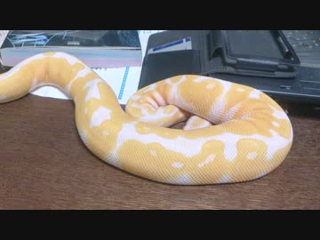 人気の 爬虫類 蛇 動画 180本 2 ニコニコ動画