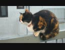 きねこのほかろん、ベランダで中暴れ