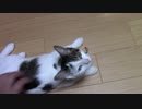 【生後189日】きょうの仔猫【蒼民家の猫々】