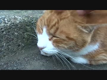 【公園猫戦争】苦境に立つメスのボス猫、モフられて英気を養う