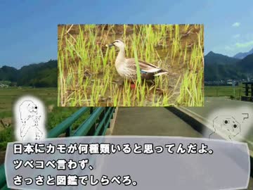 やる夫と学ぶ【野鳥を見分けるコツ】前編