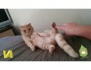 肉球くすぐりに完全勝利した猫UC