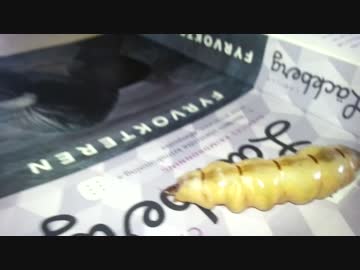 タイで捕獲されたシロアリ女王：微グロ注意