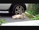 沖縄ふれあいネコ歩き 62話 一家だんらん物語