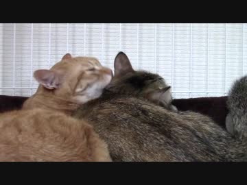 拾いねこ＠生後845/812日　ラブラブアコツキうぃず匠さん