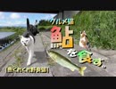 グルメ猫！鮎を食す。【魚くれくれ野良猫】