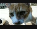 とある田舎の猫事情　～甘ったれるオス猫～