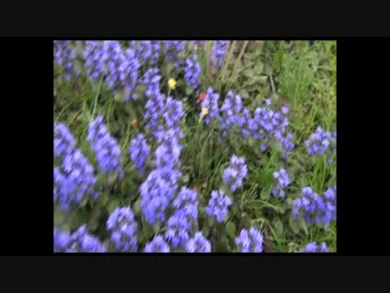 キツネとイヌの野宿　清水目ダム　その４