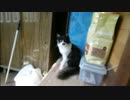 とある田舎の猫事情　～ちびハチ、訴える～