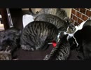こんしゅうのおやつ【蒼民家の猫々】