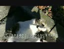 駅までの道すがら、初見の白サバ猫をモフってみた