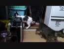 【生後190日】きょうの仔猫【蒼民家の猫々】