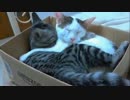 Amazonから猫、届いたったｗｗｗ