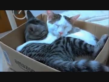 Amazonから猫、届いたったｗｗｗ