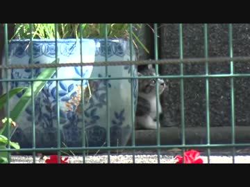 奔放な母猫、子猫の前でオス猫に交尾を仕掛けられる