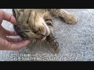 【公園猫戦争】元引きこもり猫、まさかのコミュ力で戦況を変える