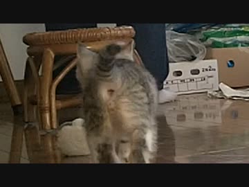 実家の車庫で保護した子猫　男の子？女の子？