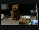 猫パンチから１０分後(2014.10.27)