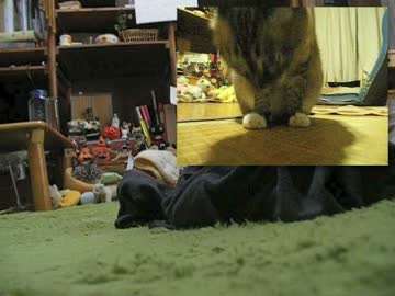 ジャンくんのお留守番が変わった！　大人になったねぇ