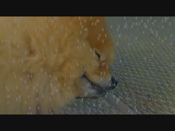いきなり猛ダッシュ!?するポメラニアン(ショートバージョン)