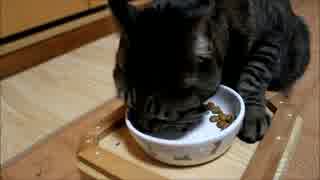 ごはんを食べる猫