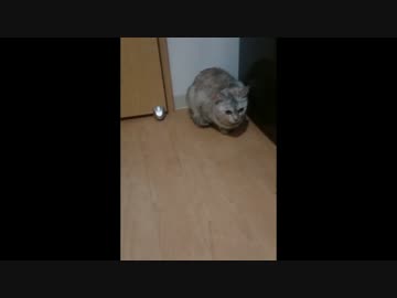 【毎日更新】猫のまさのぶ（♀）日記1日目