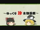 ～ゆっくり　珍　生物図鑑～　第14回 リングアシナシイモリ