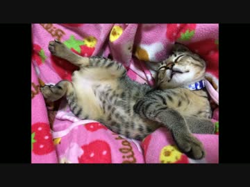 この拾い猫、凶暴につき。