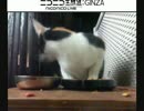 10/28みーこさんの出来事（ＶＳ恋男じ）