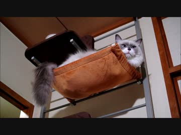 たなからだいふくもち