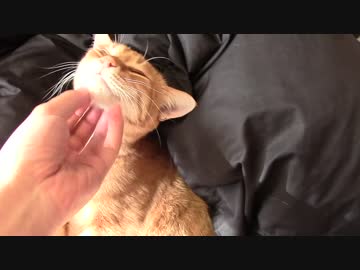 拾いねこ＠生後848/815日　恍惚の表情浮かべるアコさん