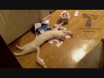 悪戯がバレて罪悪感を感じる猫集