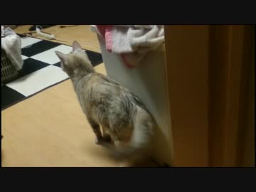 【毎日更新】猫のまさのぶ（♀）日記2日目