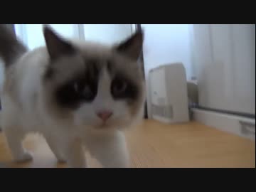 ラグドールのレオ　Vol.48 早く自分の相手をして欲しい猫